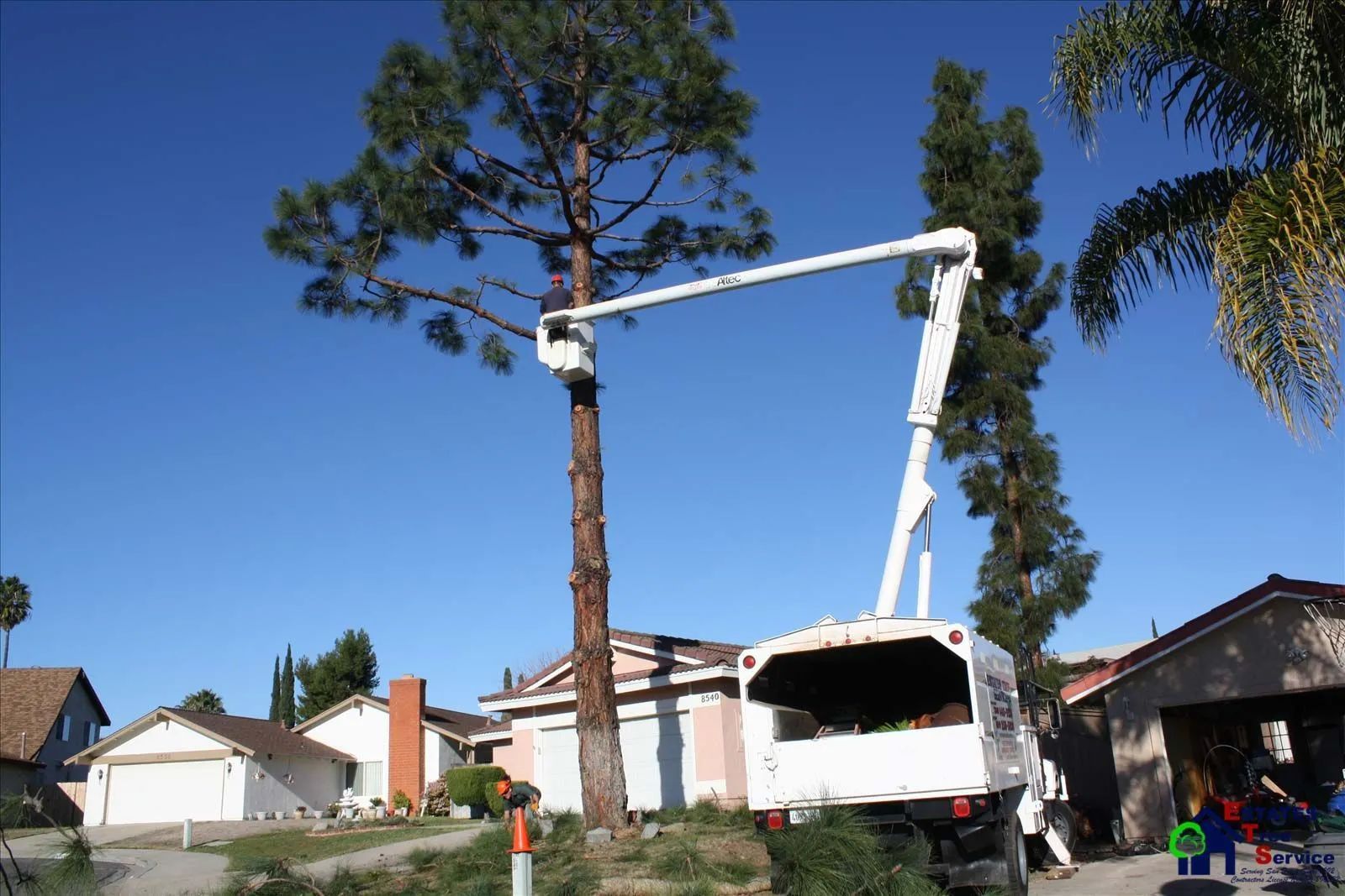 A tree service truck with an extended boom cutting a tall tree in a residential area.