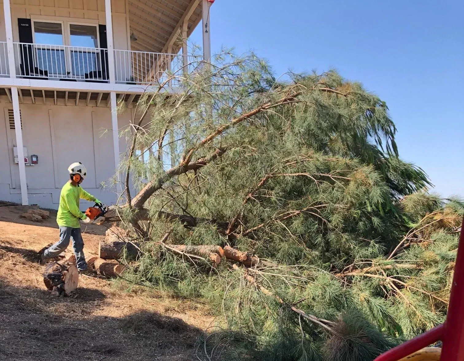 A man is cutting down a tree with a chainsaw in front of a house.
