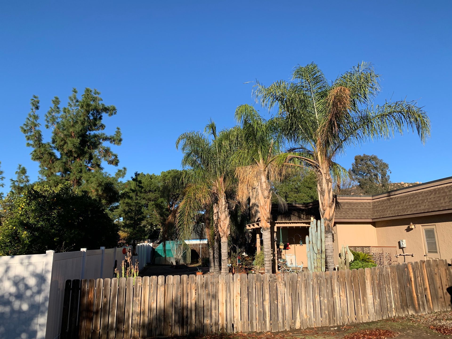 Palm trees in a backyard against a blue sky, with a wooden fence in the foreground and a house in the background.