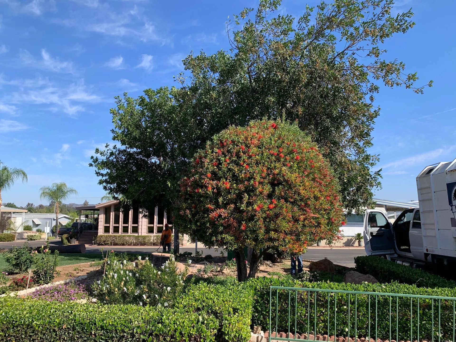 A landscaped yard features a flowering tree surrounded by greenery under a clear blue sky.
