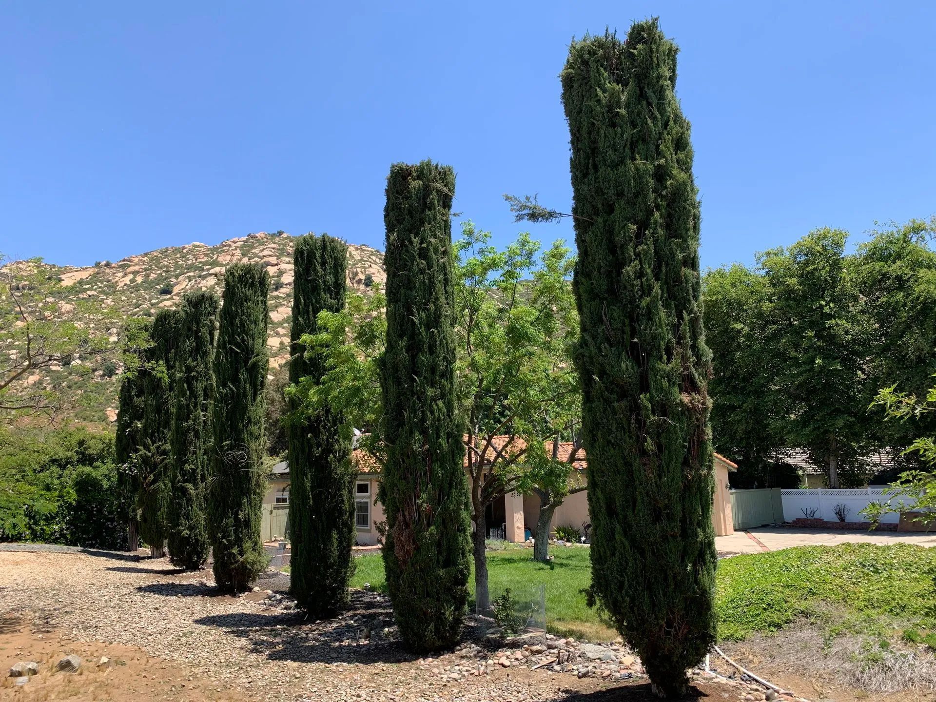 Tall cypress trees beside a dirt path in a sunny garden with hills in the background