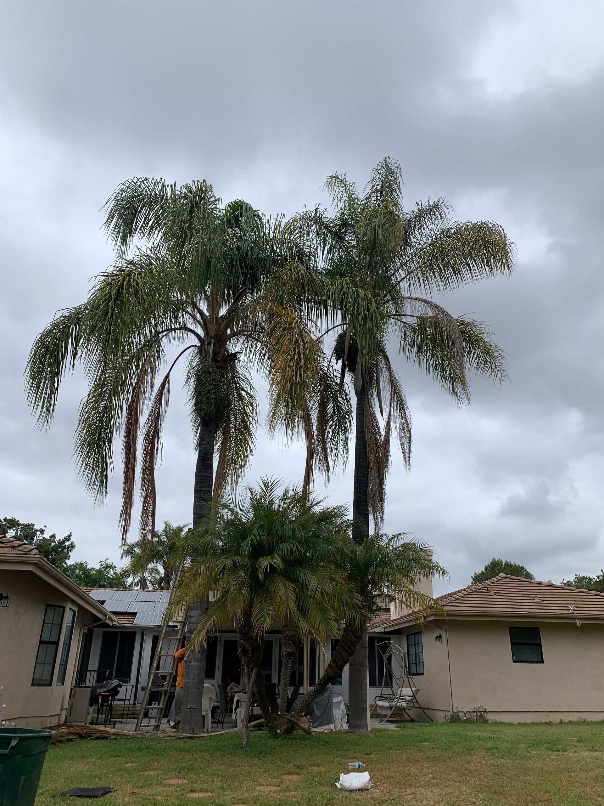 Two tall palm trees in front of a damaged house, cloudy sky overhead.