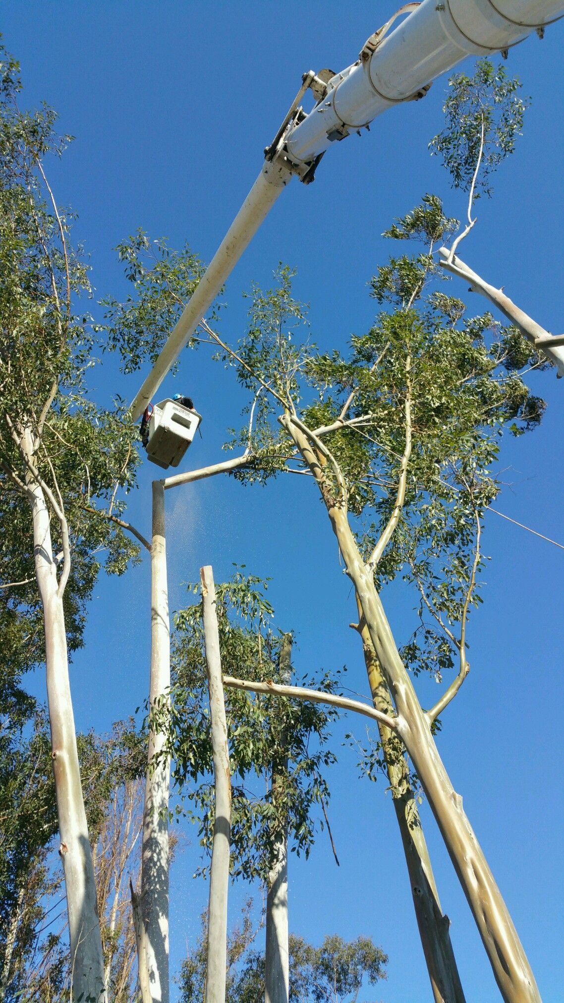 A tree being trimmed by a hydraulic lift under a bright blue sky.
