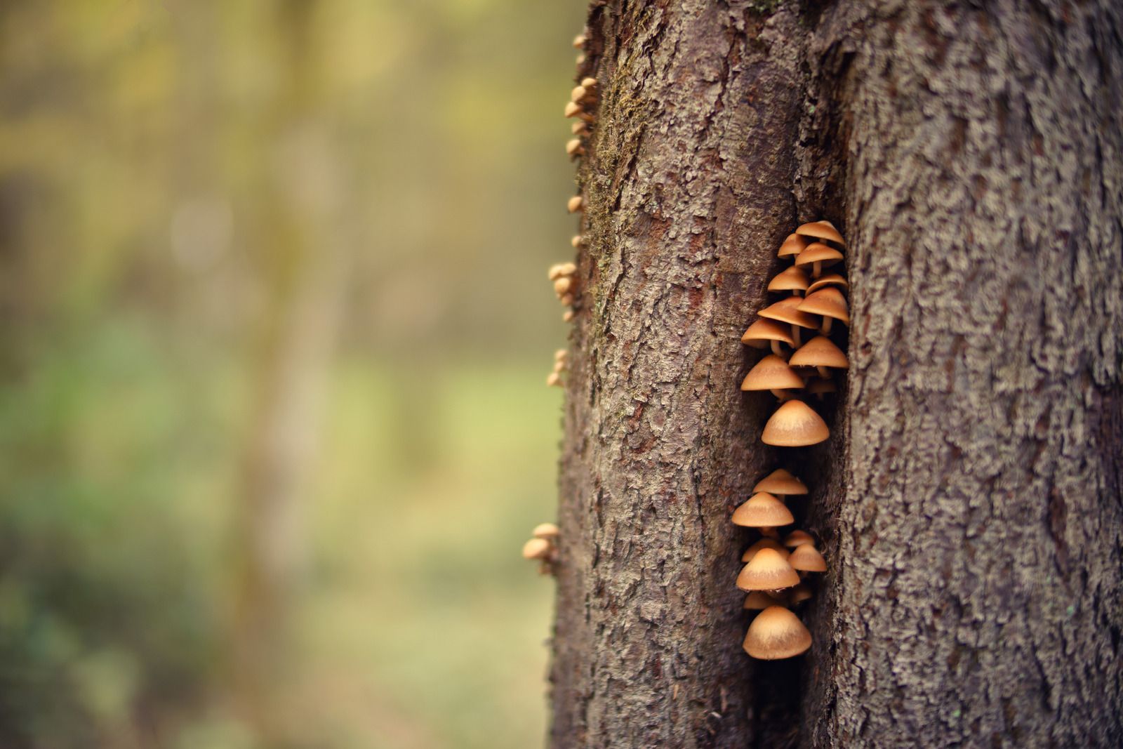 Mushrooms growing on a tree trunk in a forest; brown caps and blurred green background.