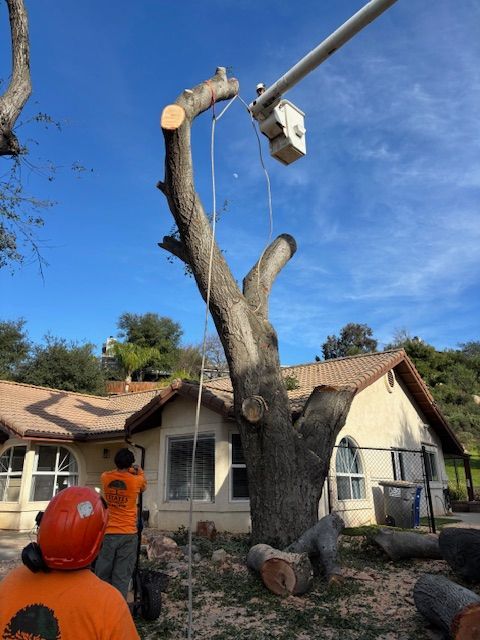 A tree worker on a tall tree, cutting branches in a forest setting.