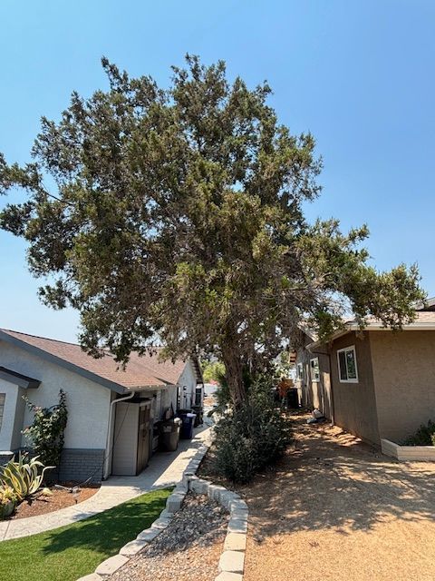 A tall, bushy tree shades houses and a narrow walkway on a sunny day.