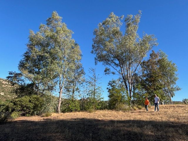 Two people are walking in a field with trees in the background.