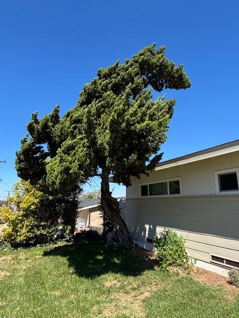 A truck with a lift trimming a tall palm tree on a sunny day, near a house.