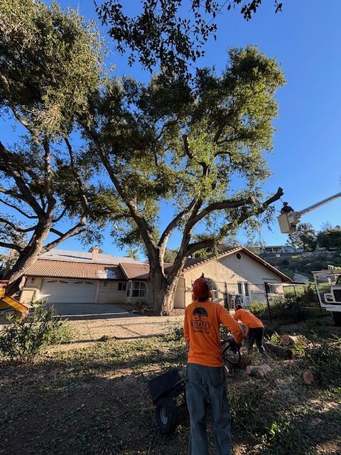 Arborist in orange helmet and harness trimming tree branches, blue sky background.