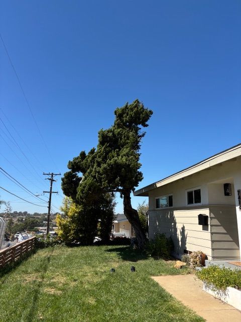 Tall palm trees against a bright blue sky in a residential neighborhood; driveway, garage, and truck visible.