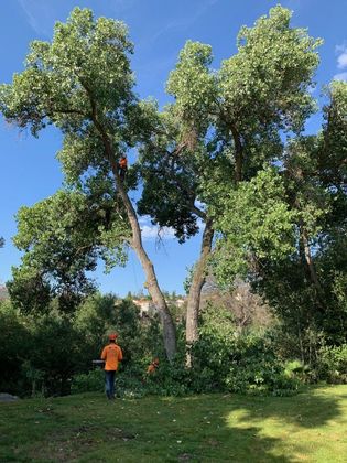 Two tree workers trimming a large tree with blue sky in the background.