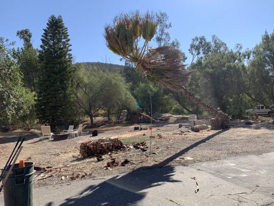 A large tree has fallen onto a yard, with debris and a trash can in the foreground.