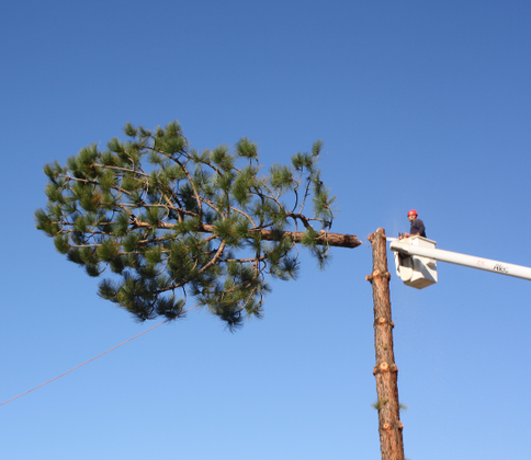Man in bucket truck trimming a pine tree branch on a clear, sunny day.
