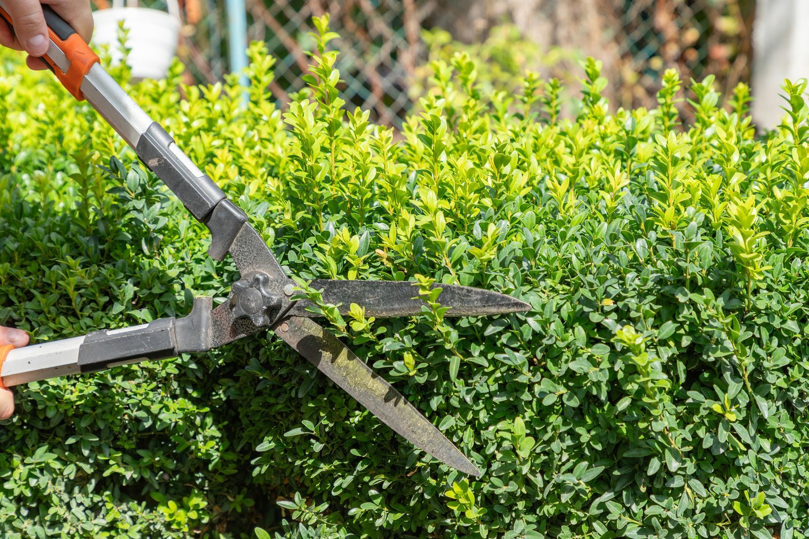 Person trimming a green hedge with hedge shears outdoors on a sunny day.