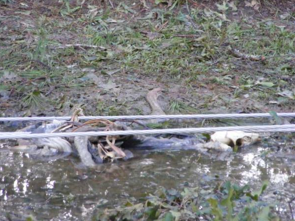 Small animal by a concrete edge in shallow water, with grass and sticks in the background