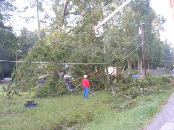 Fallen tree blocking a roadside, with one person in a red shirt standing nearby and a utility line above.