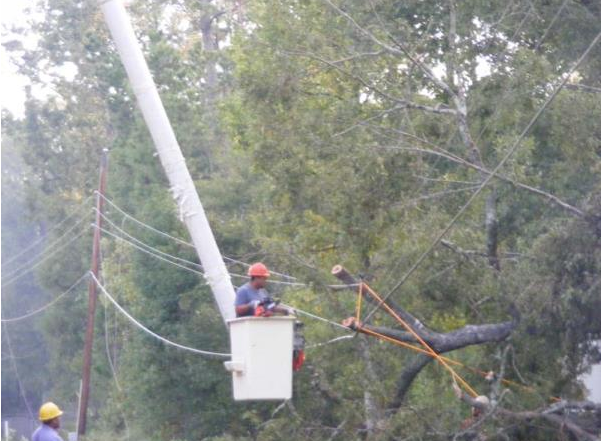 Utility worker in a white bucket trims a fallen tree near power lines in a wooded area.