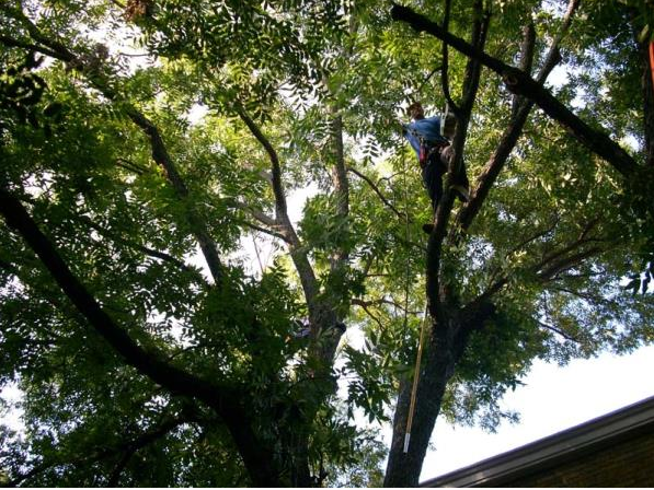 Tree canopy with dense green leaves and dark branches against a bright sky, viewed from below