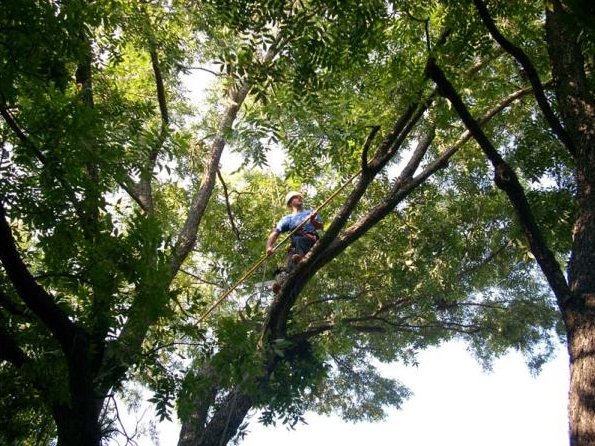Person in a tree canopy, surrounded by dense green leaves and branches.