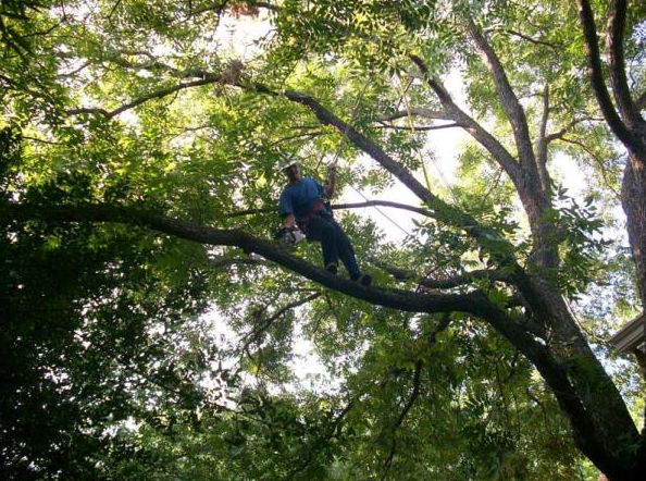 Person in blue climbing a tree branch in a dense green forest canopy