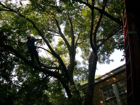 Large leafy tree canopy beside a building, with a person climbing the branches.