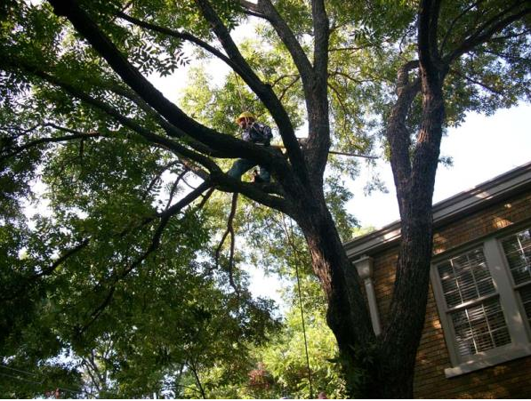 Large tree canopy beside a brick house with windows, viewed from below in daylight
