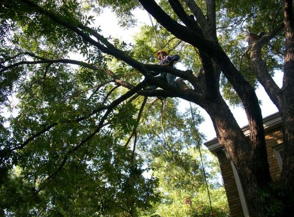 Tall trees with dense green leaves arch overhead against a bright sky, beside a building roofline.