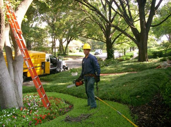 Worker with chainsaw and ladder trimming trees in a green park area with a utility truck nearby