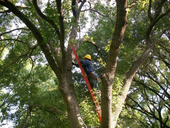 Worker in a yellow hard hat on a red ladder pruning trees in a leafy canopy