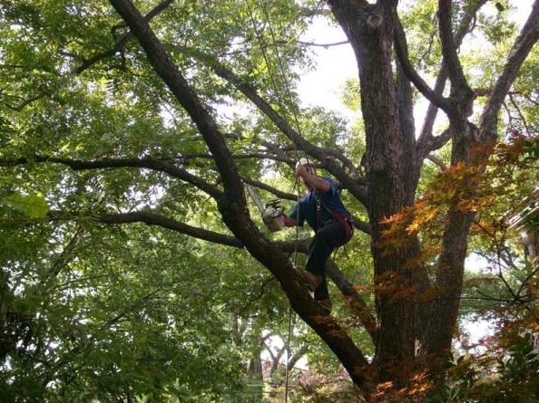 Person climbing a tree among dense green branches in a wooded area