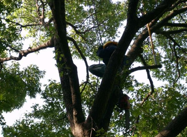 Person climbing a tree among dense green branches and leaves