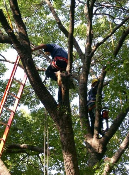 Two workers in harnesses trim large tree branches among dense green leaves