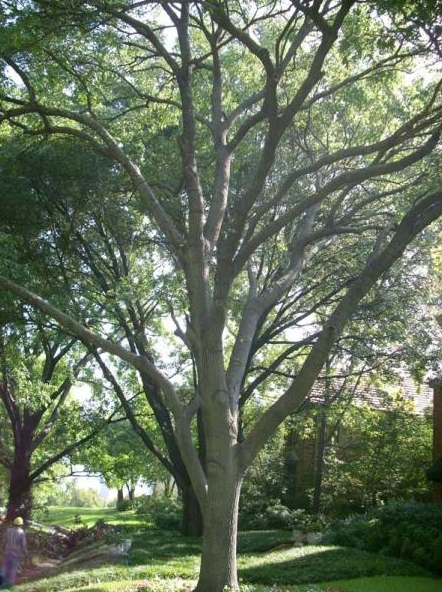 Large leafy tree in a green park with sunlight filtering through the branches