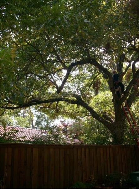 Tree canopy over a wooden fence in a backyard, with sunlight filtering through the leaves.