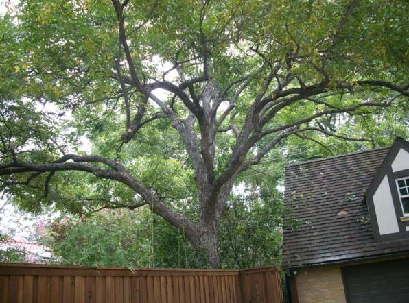 Large leafy tree over a wooden fence beside a house roof and dormer window