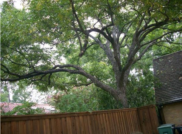 Large leafy tree over a wooden fence beside a house in a green backyard