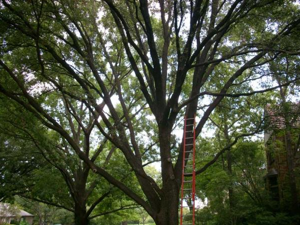 Tall tree with dense green canopy and a red ladder reaching into the branches in a park-like setting
