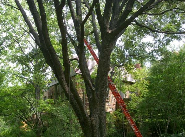 Red ladder leaning against a tree in a leafy yard near a house