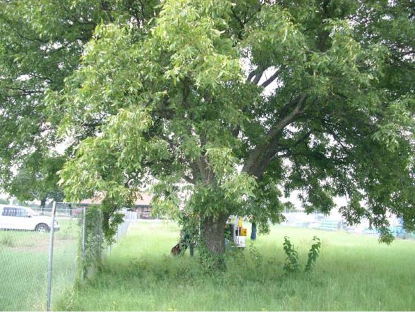 Large leafy tree in a grassy yard with a parked car in the background