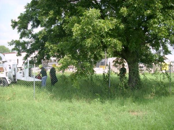 Two people standing under a large green tree in a grassy field near houses