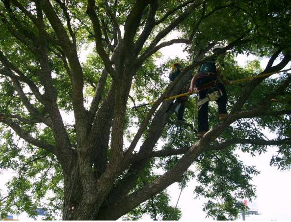 Person high in a large tree, pruning branches among green leaves