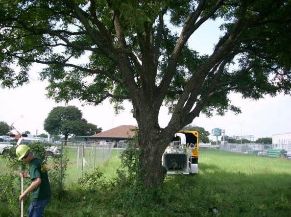 Worker mowing grass beside a large tree in a grassy field, with a truck parked nearby.