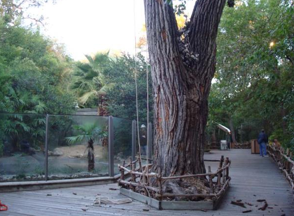 Large tree in a fenced park area with a wooden platform and surrounding greenery.