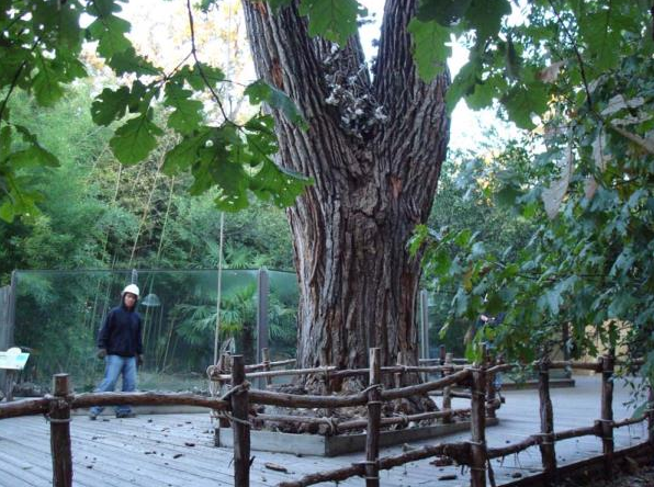 Person standing near a large tree on a wooden boardwalk in a leafy park