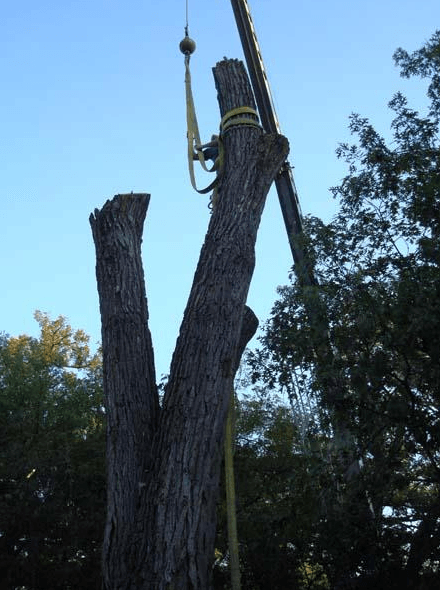 Cut tree trunk suspended by a rope and pulley against a blue sky, with trees in the background