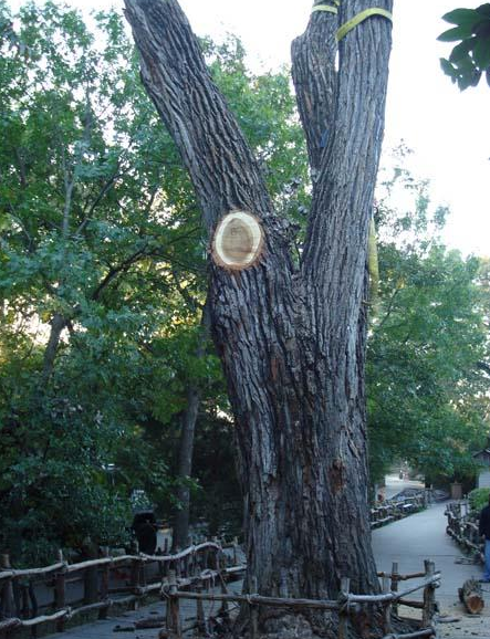 Large tree trunk with a fresh cut branch beside a wooden fence along a park path