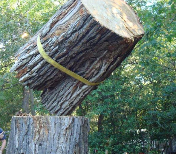 Large cut tree trunk lifted at an angle, strapped with a yellow band in a wooded outdoor area