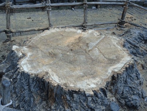 Freshly cut tree stump with rough bark in a fenced outdoor area