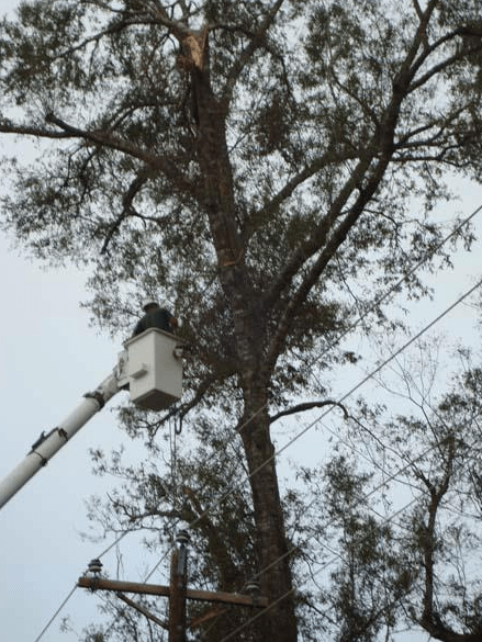 Utility bucket lift beside a tall tree, with power lines against an overcast sky.