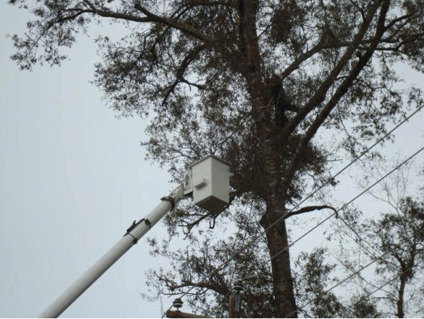 Utility bucket lift reaching into a tall tree against a cloudy sky